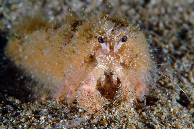 Pagurus prideaux con cnidari